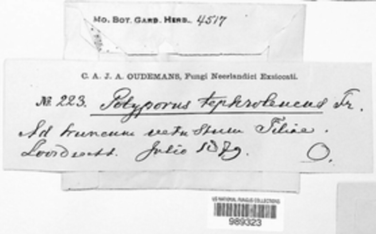 Polyporus tephroleucus image